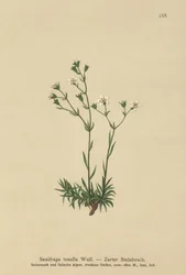 Sassifraga sottile (Saxifraga tenella)